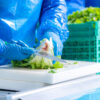 Factory employee cutting lettuce