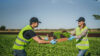 Two persons on the salad field collaborating harvesting lettuce