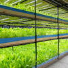 Vertical Farming