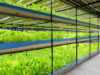 Vertical Farming